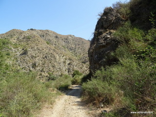 Ramulia